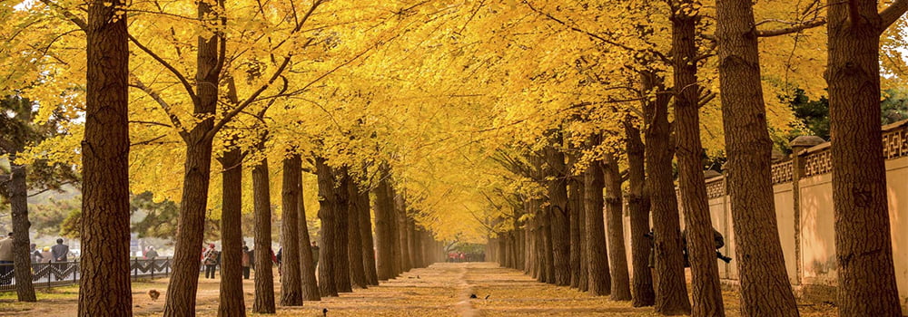 当秋季来临,雾霾横行时,你该如何保护自己?